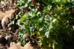 Jardin - 