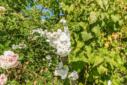 9899 Maple St, Chemainus, BC 