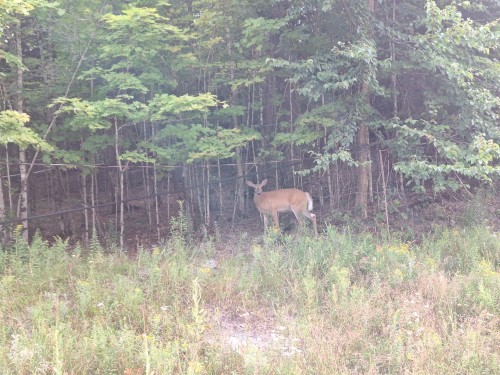 Other - Ch. Daigneault S., La Minerve, QC 