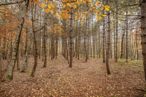 Wooded area - 1389Z Ch. Dymond, Dunham, QC 