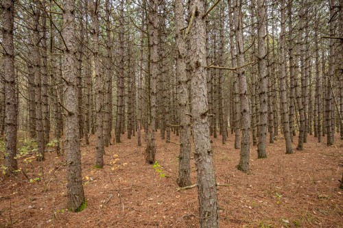 Wooded area - 1389Z Ch. Dymond, Dunham, QC 