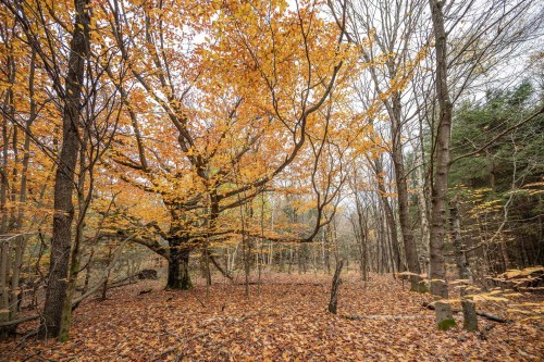 Wooded area - 1389Z Ch. Dymond, Dunham, QC 