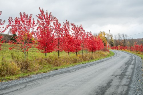 Overall view - 1389Z Ch. Dymond, Dunham, QC 
