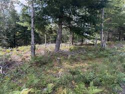 Lot 109 East Clifford Road East Clifford, NS B4V 1Y7