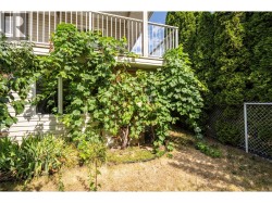 Grape vines - 