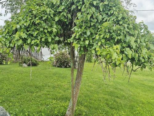 68 Hillcrest Avenue, Bible Hill, NS 