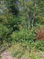 11 Point Leamington Highway  Northern Arm, NL A0H 1E0
