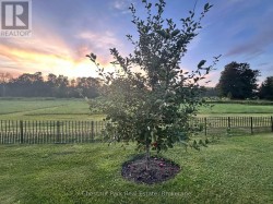 Apple Tree - 
