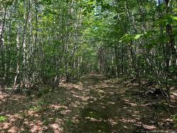 Wood Lot Green RD Elgin, NB E4Z 1T6