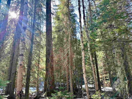 18405 5 Highway S, Valemount, BC 