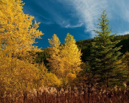 14902 Parkwood Street, Sunshine Valley, BC 