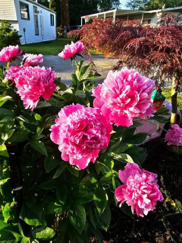 58-8220 King George Boulevard, Surrey, BC 