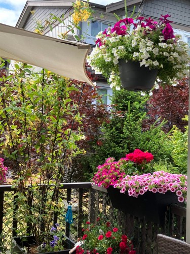 61-8250 209B Street, Langley, BC 