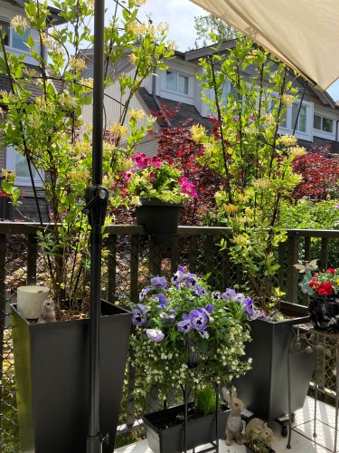 61-8250 209B Street, Langley, BC 