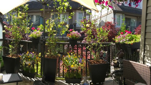 61-8250 209B Street, Langley, BC 