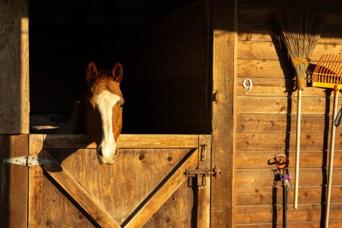 8575 240 Street, Langley, BC 