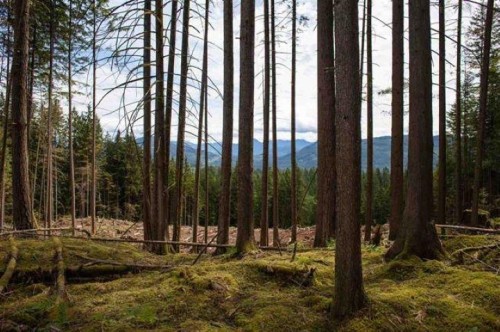 11533 Wilson Street, Mission, BC 