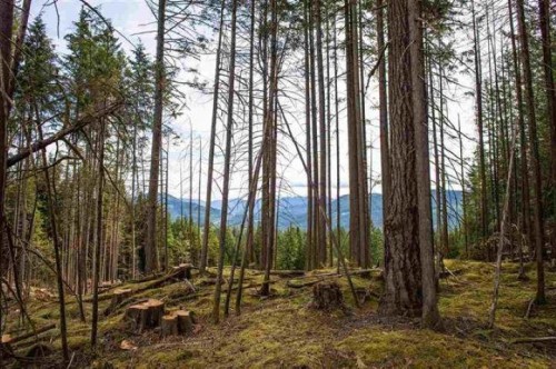 11533 Wilson Street, Mission, BC 