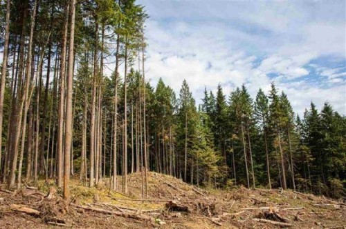 11533 Wilson Street, Mission, BC 