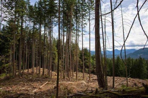 11533 Wilson Street, Mission, BC 