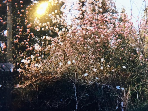 36161 Ridgeview Road, Mission, BC 