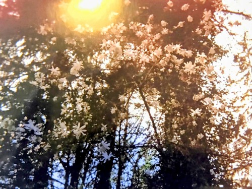 36161 Ridgeview Road, Mission, BC 