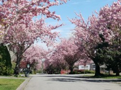 15759 101 Avenue  Surrey, BC V4N 2S5