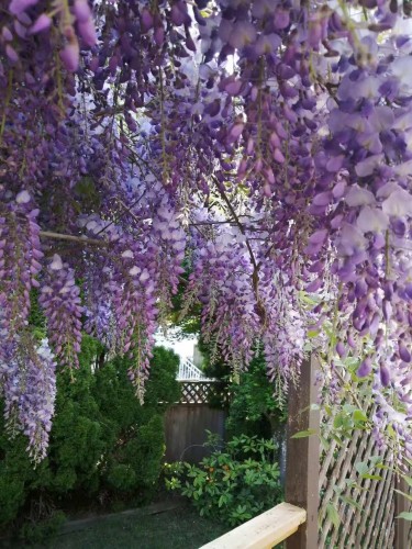 21447 88B Avenue, Langley, BC 