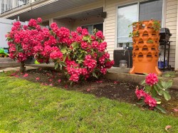 103-9299 121 Street  Surrey, BC V3V 7X8