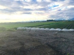 4179 176 Street  Surrey, BC V3S 0L5