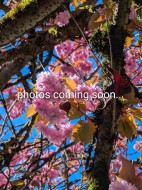 11-15192 62a Avenue Surrey, BC V3S 9A6