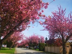 15759 101 Avenue Surrey, BC V4N 2S5