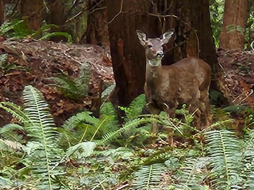 Lot 2 Forin Road, Keats Island, BC 