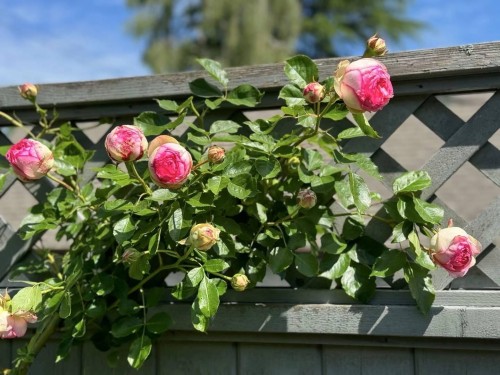 4291 9Th Avenue W, Vancouver, BC 