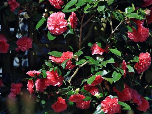 9111 Maskall Drive, Richmond, BC 