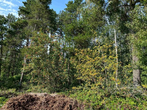 Lot 25 Blundell Road, Richmond, BC 