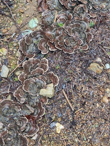 1840 Seymour Road, Gabriola Island, BC 