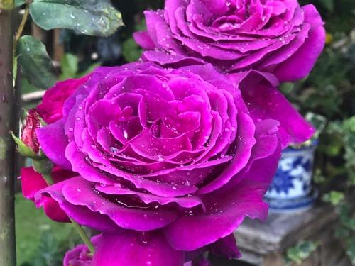 11311 Caravel Court, Richmond, BC 