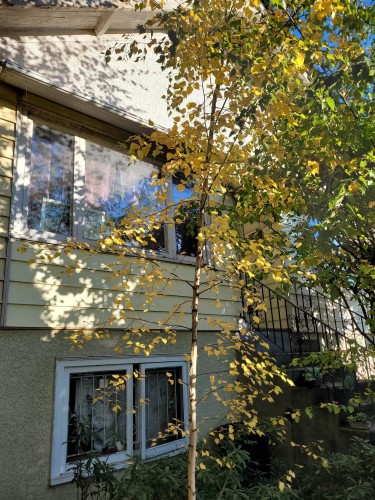 6084 Chester Street, Vancouver, BC 