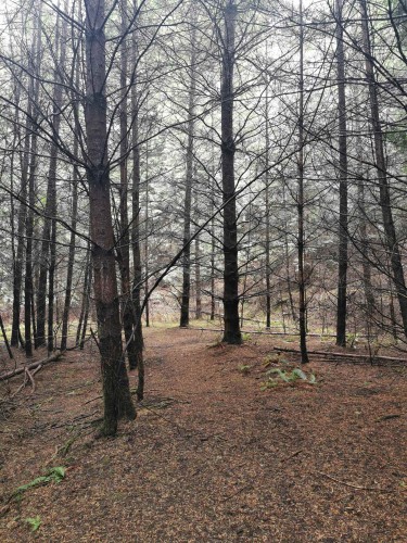 706 Fernhill Road, Mayne Island, BC 