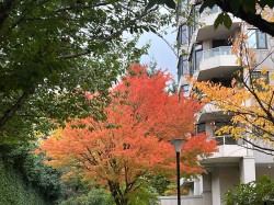 503-7321 Halifax Street  Burnaby, BC V5A 4R5