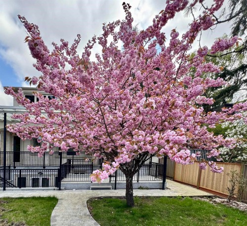 7165 Maple Street, Vancouver, BC 