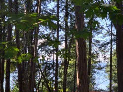 488 Letour Road  Mayne Island, BC V0N 2J2