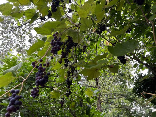 1455 Flora Place, Port Coquitlam, BC 