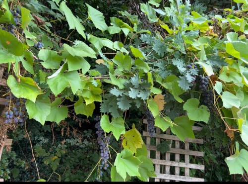 1455 Flora Place, Port Coquitlam, BC 