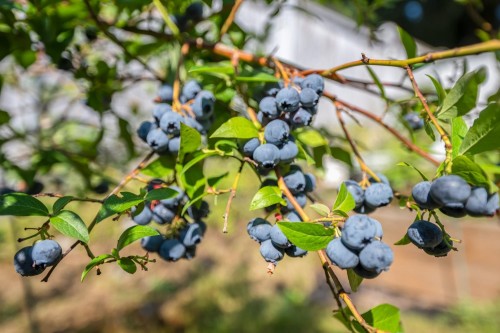 298 64Th Avenue W, Vancouver, BC 