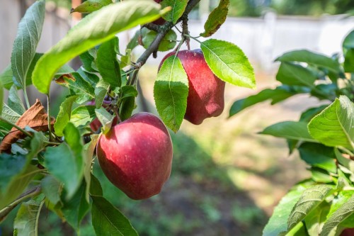 298 64Th Avenue W, Vancouver, BC 