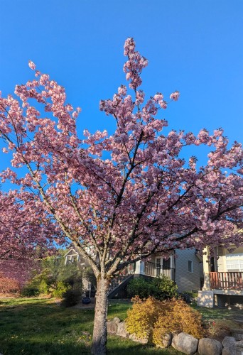 13368 233 Street, Maple Ridge, BC 