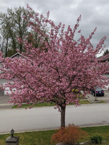 13368 233 Street, Maple Ridge, BC 