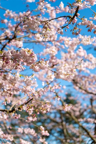 4778 Drummond Drive, Vancouver, BC 